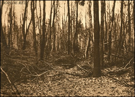 Bois de Retz near Vierzy, France